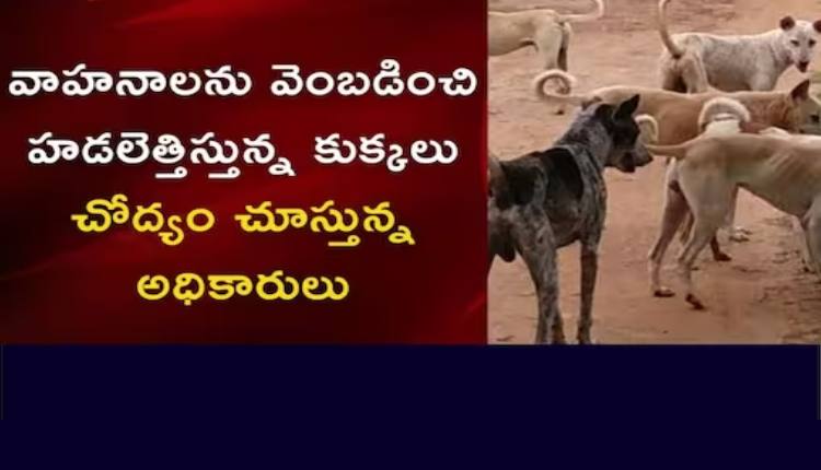 dogs-news18