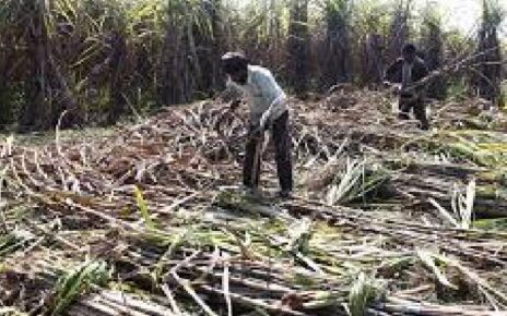 sugarcane