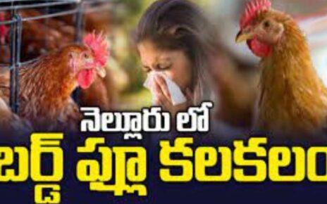 birds flu-nellore