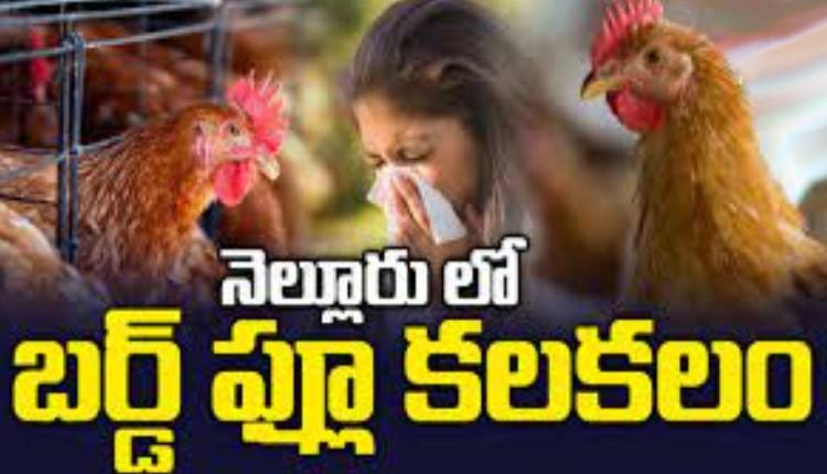 birds flu-nellore